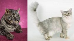 Machbagral vs Asian Semi-Longhair - Breed Comparison