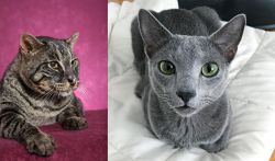 Machbagral vs Blue Russian - Breed Comparison