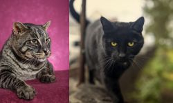 Machbagral vs Bombay - Breed Comparison