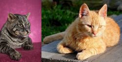 Machbagral vs Brazilian Shorthair - Breed Comparison