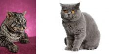Machbagral vs British Shorthair - Breed Comparison