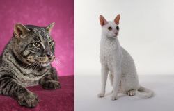 Machbagral vs Cornish Rex - Breed Comparison