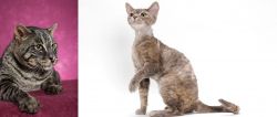 Machbagral vs Devon Rex - Breed Comparison