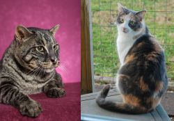 Machbagral vs Dilute Calico - Breed Comparison