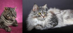 Machbagral vs Domestic Longhaired Cat - Breed Comparison