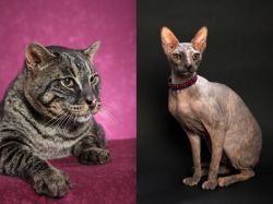 Machbagral vs Don Sphynx - Breed Comparison