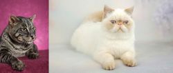 Machbagral vs Exotic Shorthair - Breed Comparison