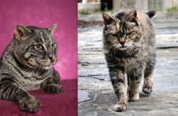 Machbagral vs Farm Cat - Breed Comparison