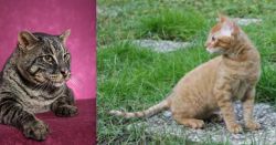 Machbagral vs German Rex - Breed Comparison