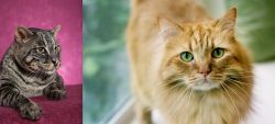 Machbagral vs Ginger Tabby - Breed Comparison