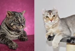 Machbagral vs Jungle-Curl - Breed Comparison