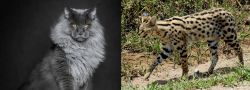 Maine Coon vs African Serval - Breed Comparison