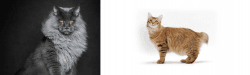 Maine Coon vs American Bobtail - Breed Comparison