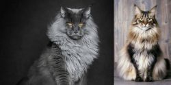 Maine Coon vs American Longhair - Breed Comparison