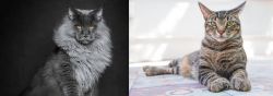 Maine Coon vs American Polydactyl - Breed Comparison
