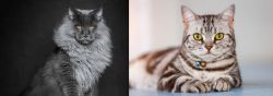 Maine Coon vs American Shorthair - Breed Comparison