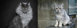 Maine Coon vs Australian Mist - Breed Comparison