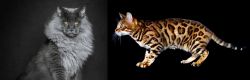Maine Coon vs Bengal - Breed Comparison
