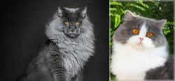 Maine Coon vs British Longhair - Breed Comparison