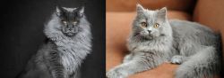 Maine Coon vs British Semi-Longhair - Breed Comparison