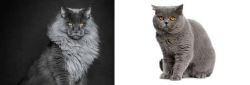 Maine Coon vs British Shorthair - Breed Comparison
