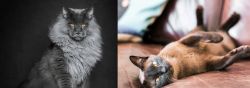 Maine Coon vs Burmese - Breed Comparison