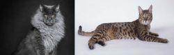 Maine Coon vs California Spangled Cat - Breed Comparison