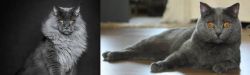 Maine Coon vs Chartreux - Breed Comparison
