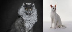 Maine Coon vs Cornish Rex - Breed Comparison