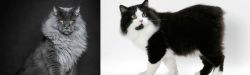Maine Coon vs Cymric - Breed Comparison