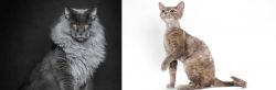 Maine Coon vs Devon Rex - Breed Comparison