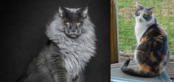 Maine Coon vs Dilute Calico - Breed Comparison