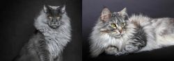 Maine Coon vs Domestic Longhaired Cat - Breed Comparison