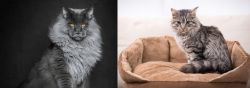 Maine Coon vs Domestic Mediumhair - Breed Comparison