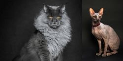 Maine Coon vs Don Sphynx - Breed Comparison