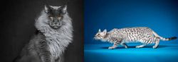 Maine Coon vs Egyptian Mau - Breed Comparison