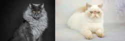Maine Coon vs Exotic Shorthair - Breed Comparison