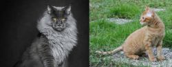 Maine Coon vs German Rex - Breed Comparison