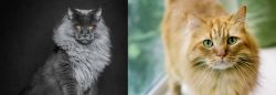 Maine Coon vs Ginger Tabby - Breed Comparison
