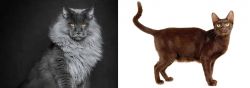 Maine Coon vs Havana Brown - Breed Comparison