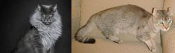Maine Coon vs Jaguarundi Curl - Breed Comparison