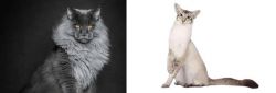 Maine Coon vs Javanese - Breed Comparison