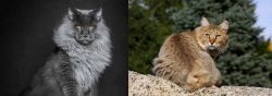 Maine Coon vs Jungle-Bob - Breed Comparison