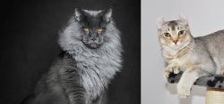 Maine Coon vs Jungle-Curl - Breed Comparison
