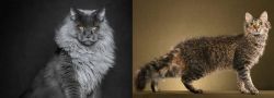 Maine Coon vs LaPerm - Breed Comparison