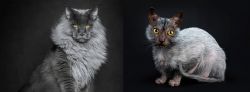 Maine Coon vs Lykoi - Breed Comparison