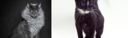 Maine Coon vs Ojos Azules - Breed Comparison