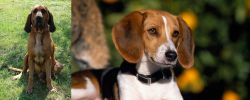 Majestic Tree Hound vs American Foxhound - Breed Comparison