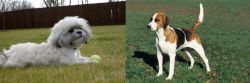Mal-Shi vs English Foxhound - Breed Comparison
