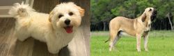 Maltipoo vs Fila Brasileiro - Breed Comparison